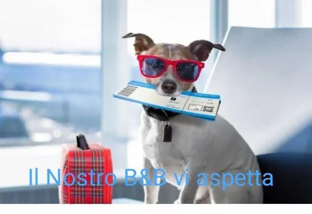 Celeste 베도니아